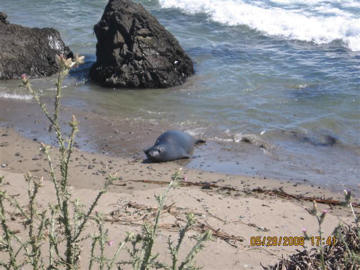 Yearling seal coming ashore