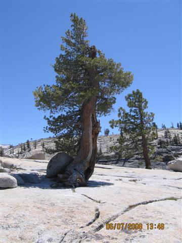 Tree at Olmstead Point