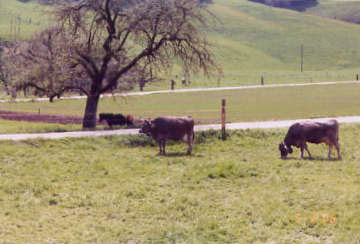 Cows by Dieboldswil Bridge