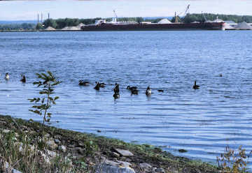 Ducks at Presque Isle State Park